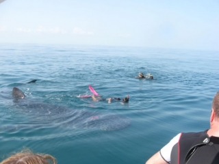 Snorkel con tiburon ballena